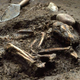 The skeletal remains of the Stillwell II dog.
